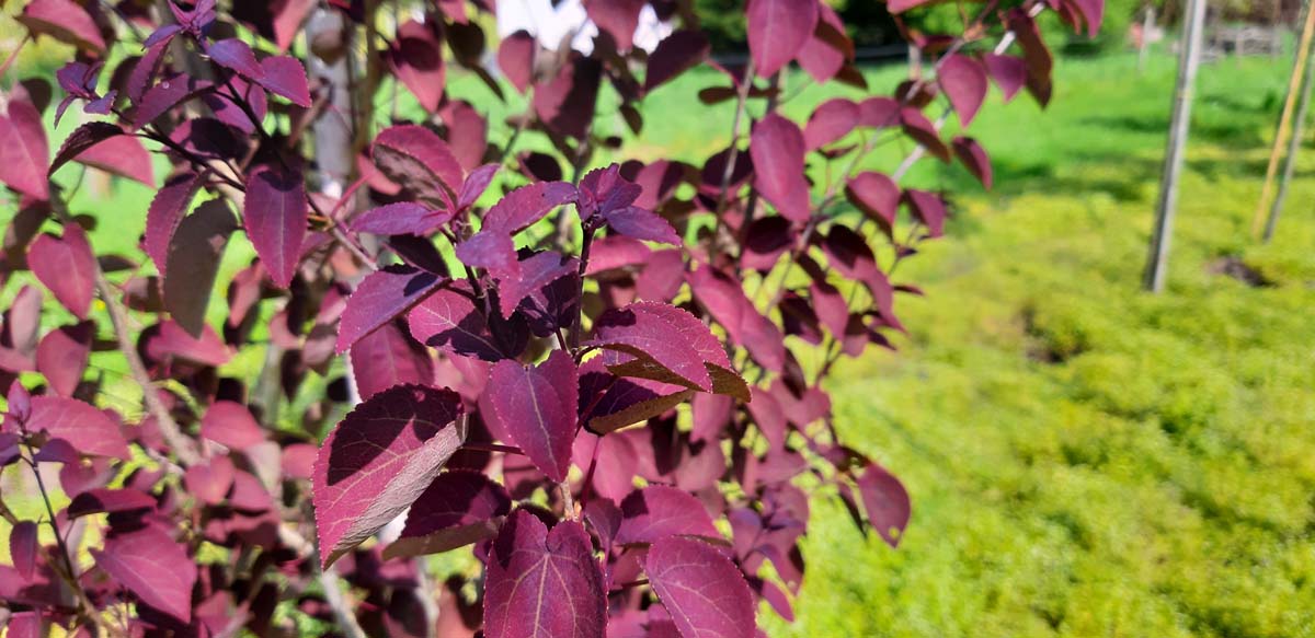 Cercidiphyllum japonicum 'Rotfuchs' Tuinplanten blad