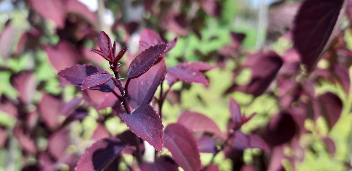 Cercidiphyllum japonicum 'Rotfuchs' op stam blad
