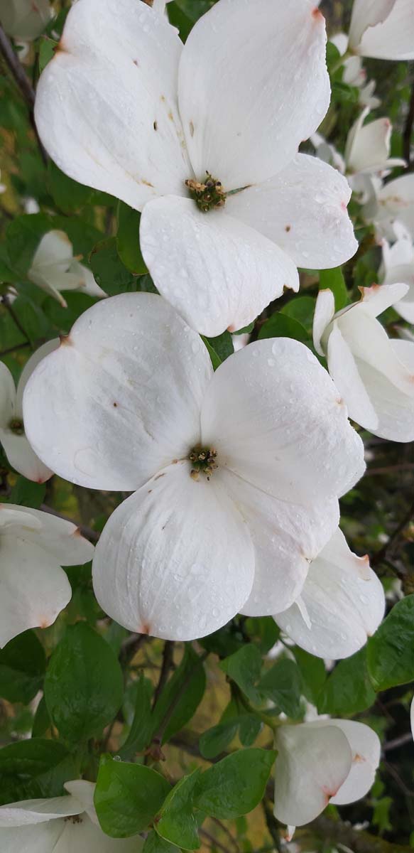 Cornus 'Ascona' solitair bloem