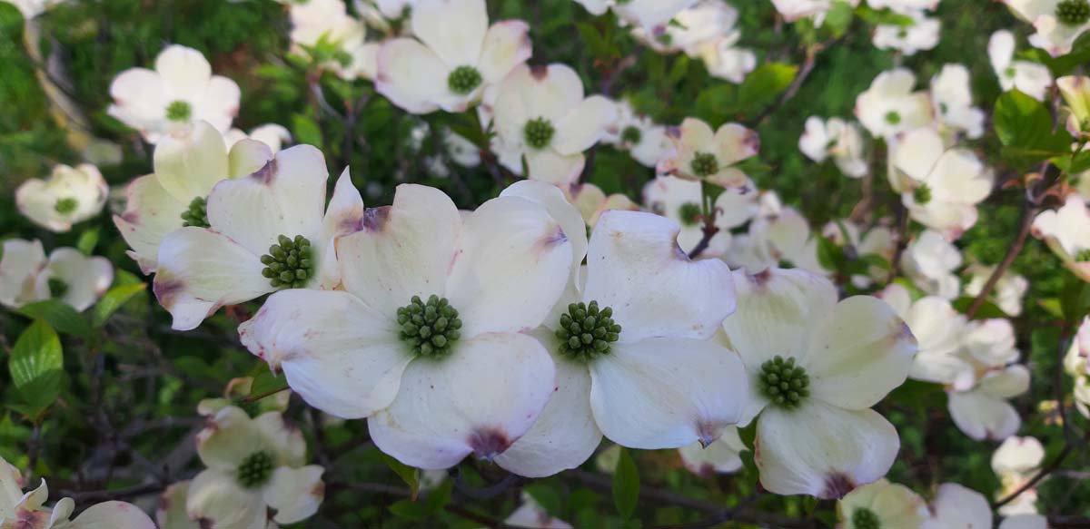 Cornus florida haagplant bloem