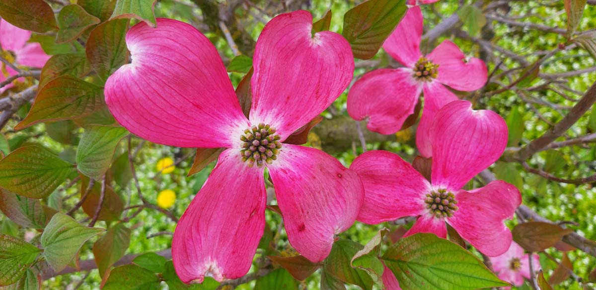 Cornus florida 'Cherokee Chief' bloem