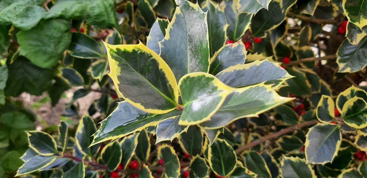 Ilex aquifolium 'Rubricaulis Aurea' meerstammig / struik blad
