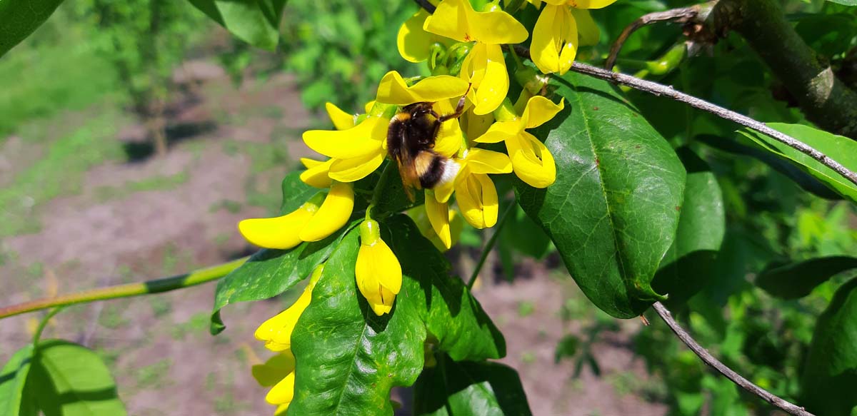 Laburnum watereri 'Vossii' op stam bloem