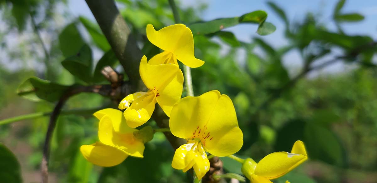 Laburnum watereri 'Vossii' op stam bloem