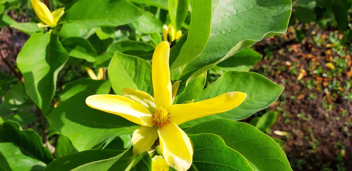 Magnolia brooklynensis 'Yellow Bird' op stam bloem