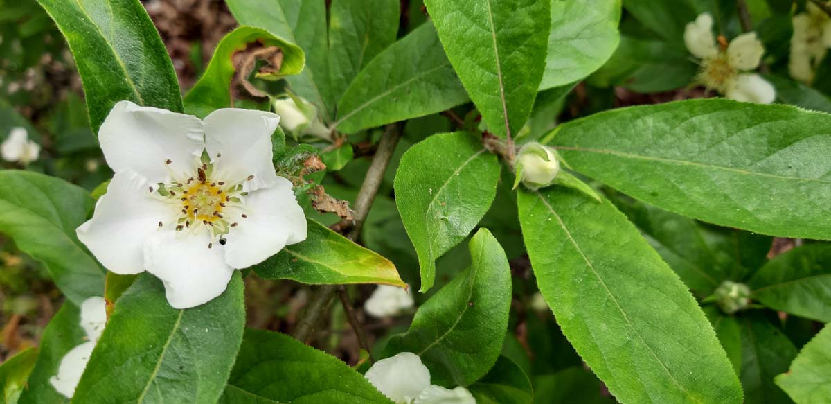 Mespilus germanica op stam bloem
