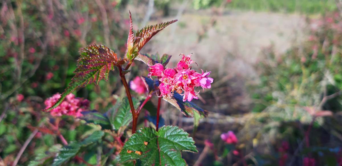 Neillia affinis Tuinplanten bloem