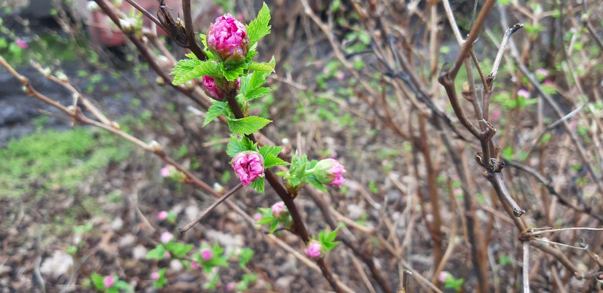 Rubus spectabilis 'Olympic Double' meerstammig / struik blad