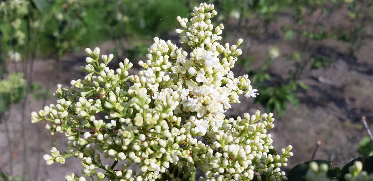 Syringa reticulata 'Ivory Silk' meerstammig / struik bloem