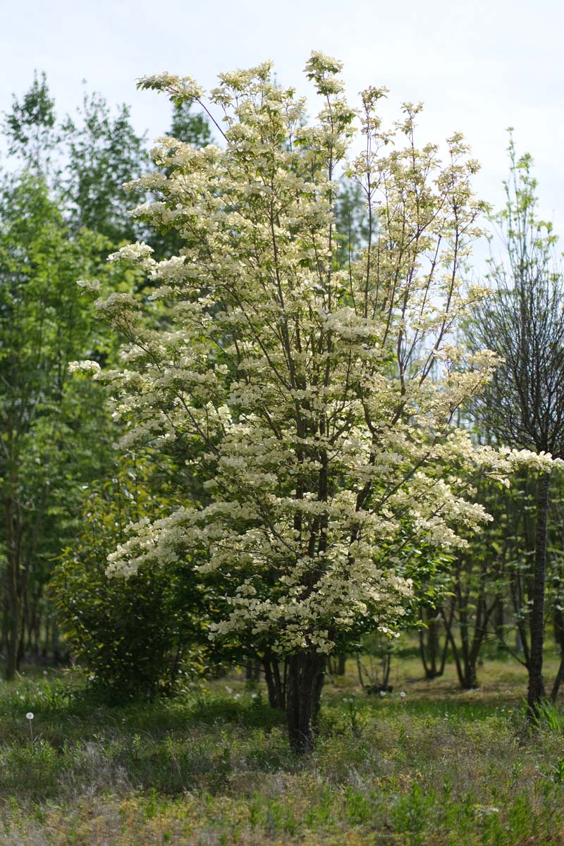 Cornus florida meerstammig / struik struik