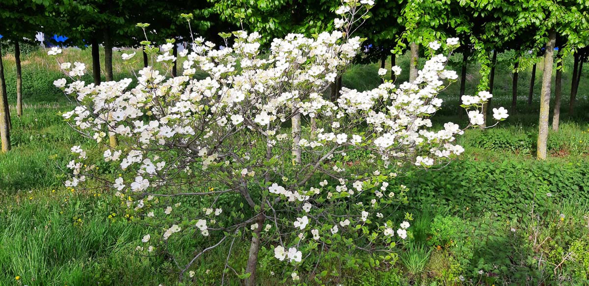 Cornus florida meerstammig / struik struik