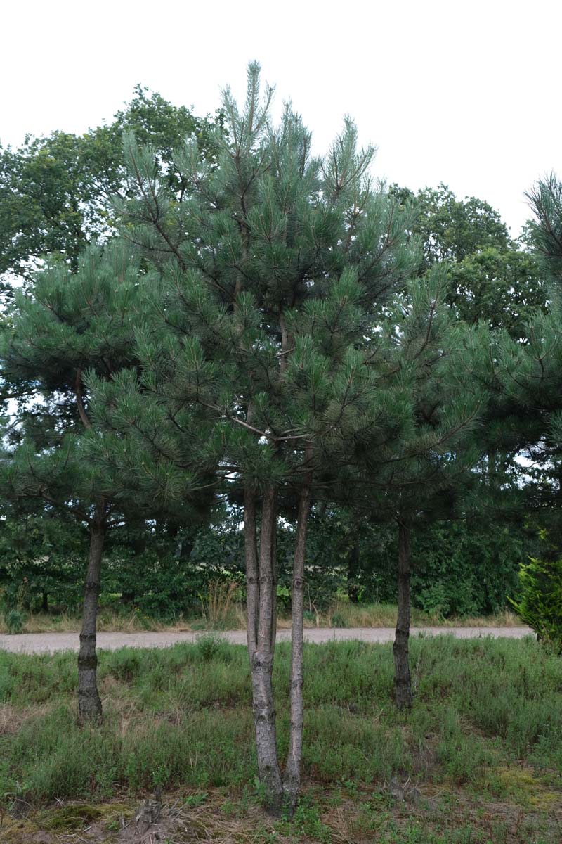 Pinus nigra meerstammig / struik meerstammig