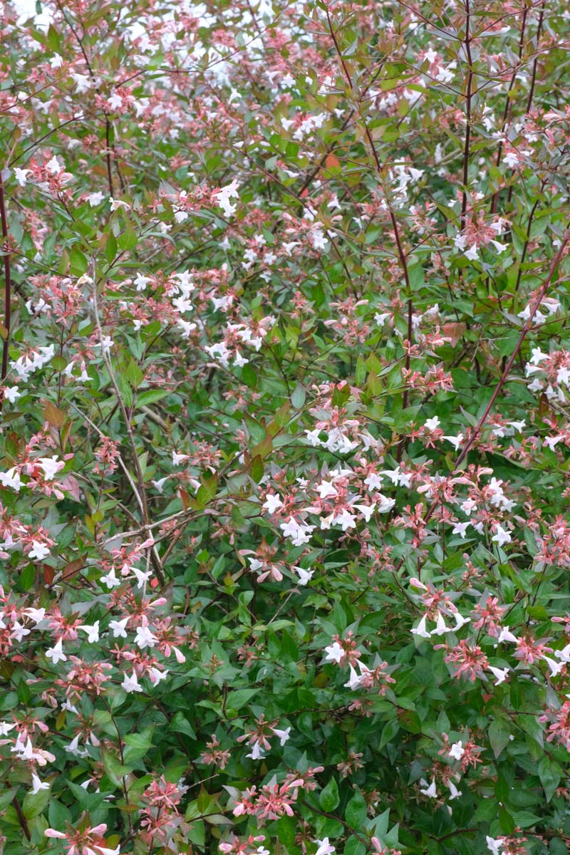 Abelia grandiflora op stam bloesem