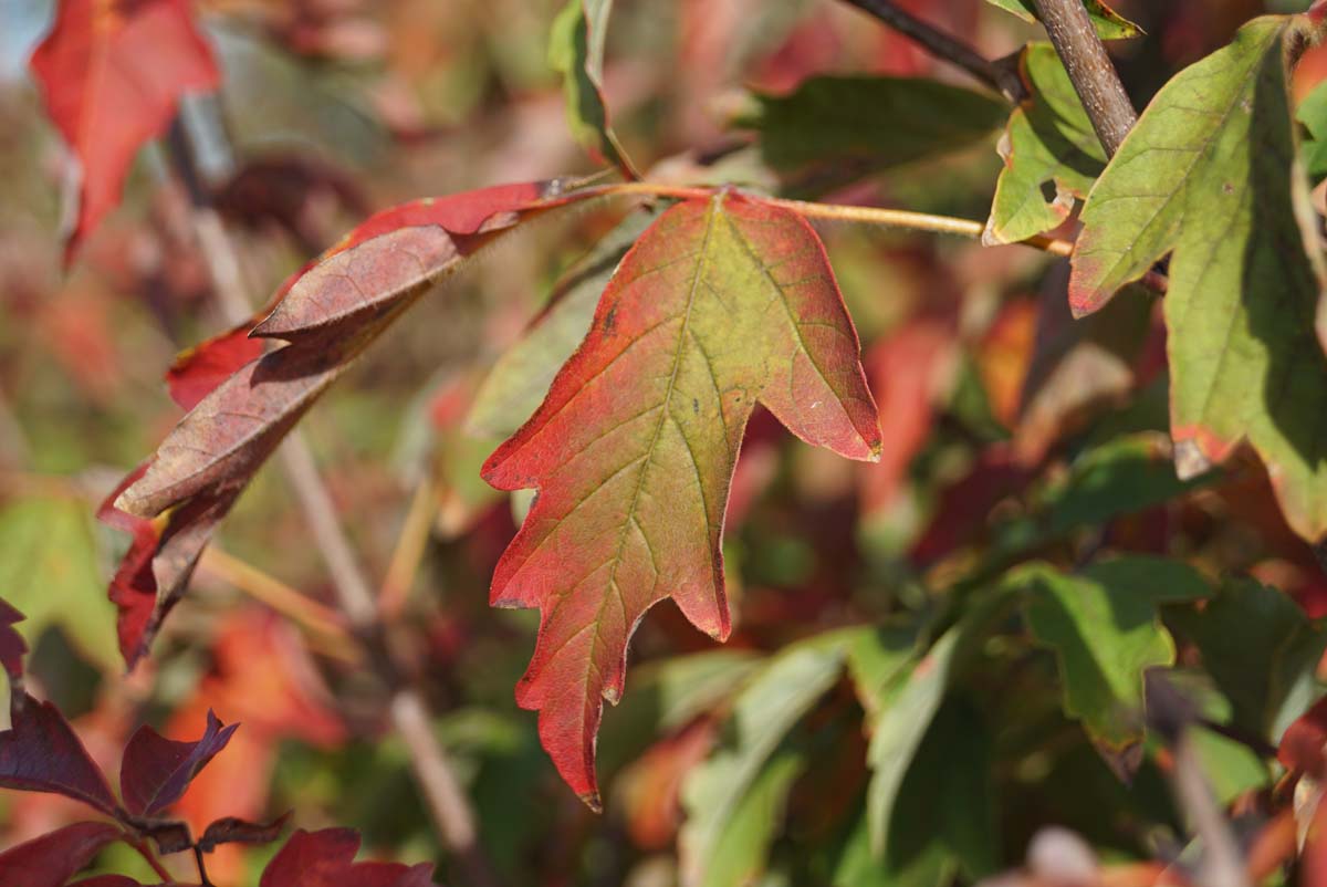 Acer griseum op stam herfstkleur
