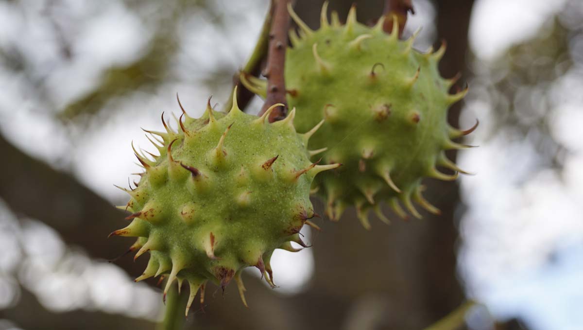 Aesculus mutabilis 'Induta' op stam bolster