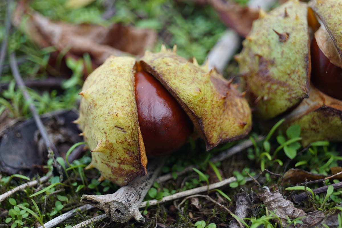 Aesculus mutabilis 'Induta' meerstammig / struik vrucht