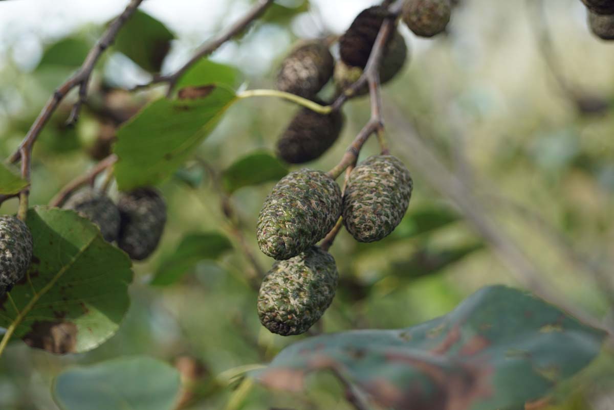 Alnus cordata Tuinplanten kegel