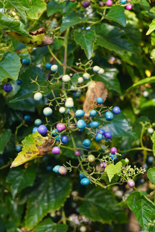 Ampelopsis delavayana vrucht