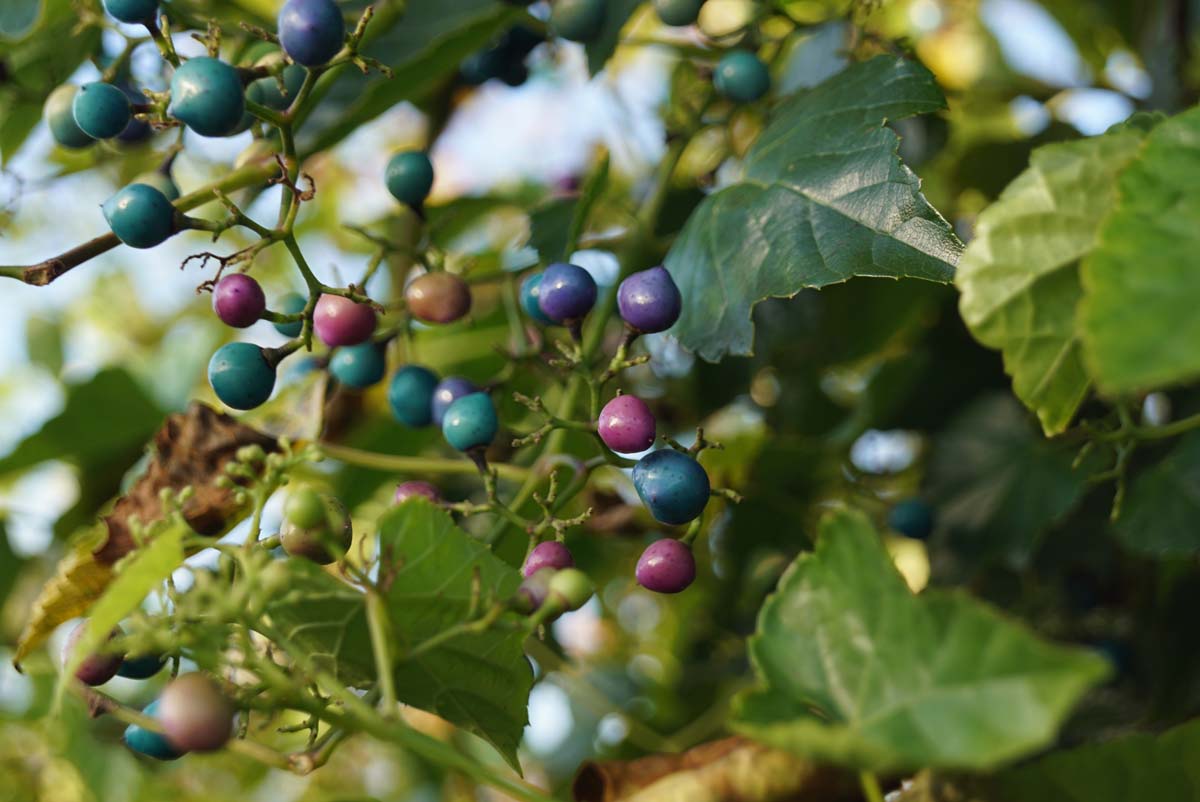 Ampelopsis delavayana vrucht