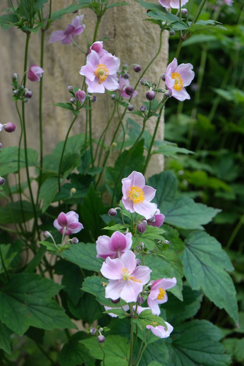 Anemone hupehensis 'September Charm' bloem