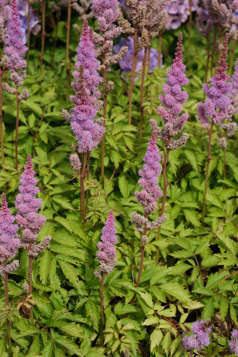 Astilbe chinensis 'Pumila' bloem