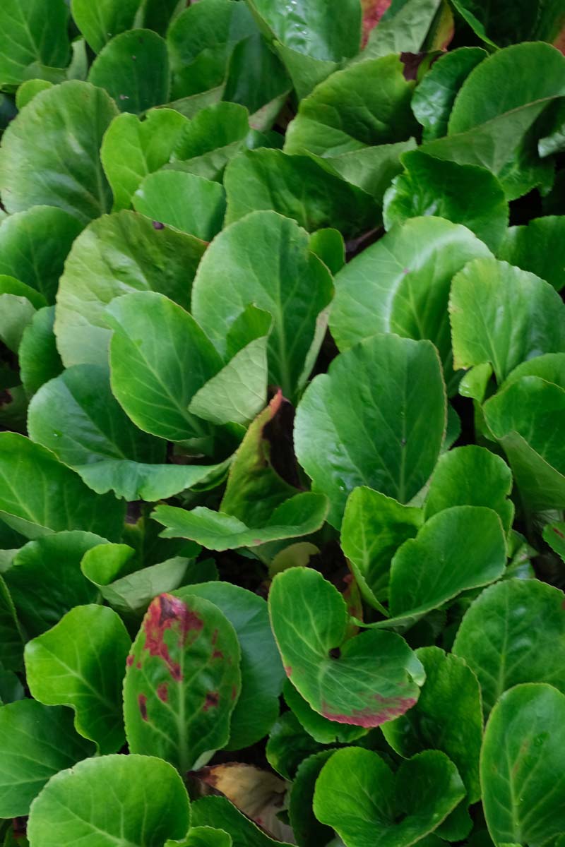Bergenia cordifolia blad