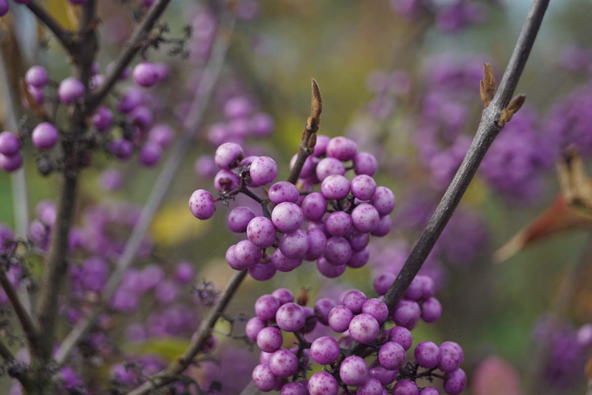 Callicarpa bodinieri 'Profusion' bloem