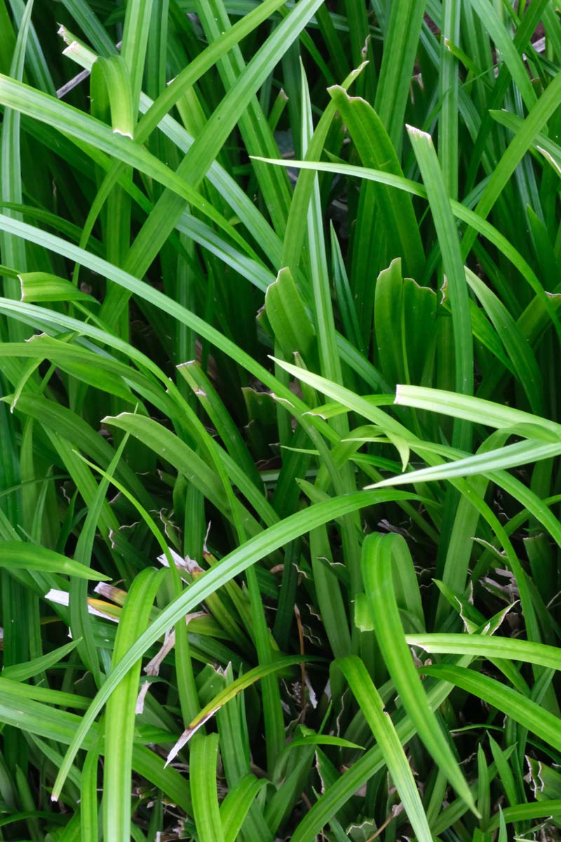 Carex morrowii 'Irish Green'