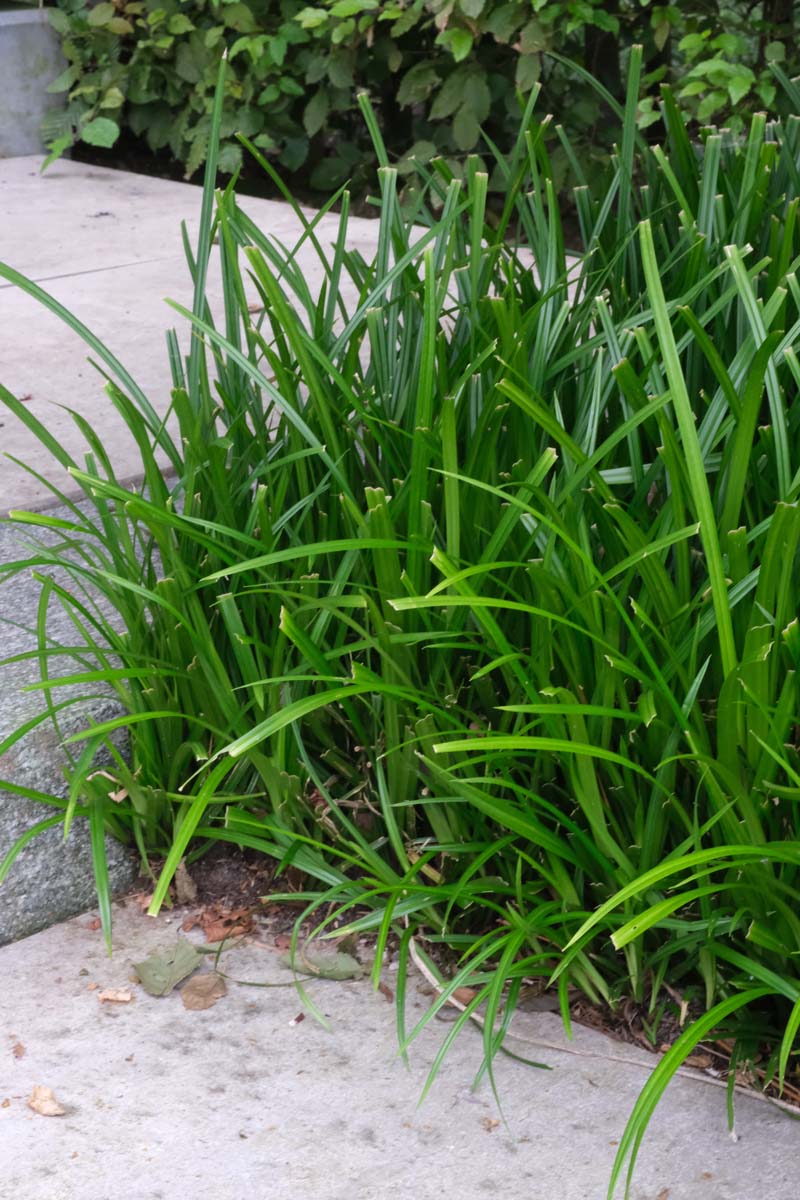 Carex morrowii 'Irish Green'