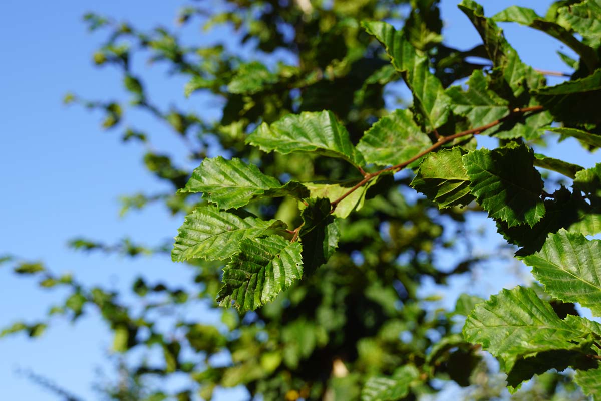 Carpinus betulus 'Frans Fontaine' leiboom blad