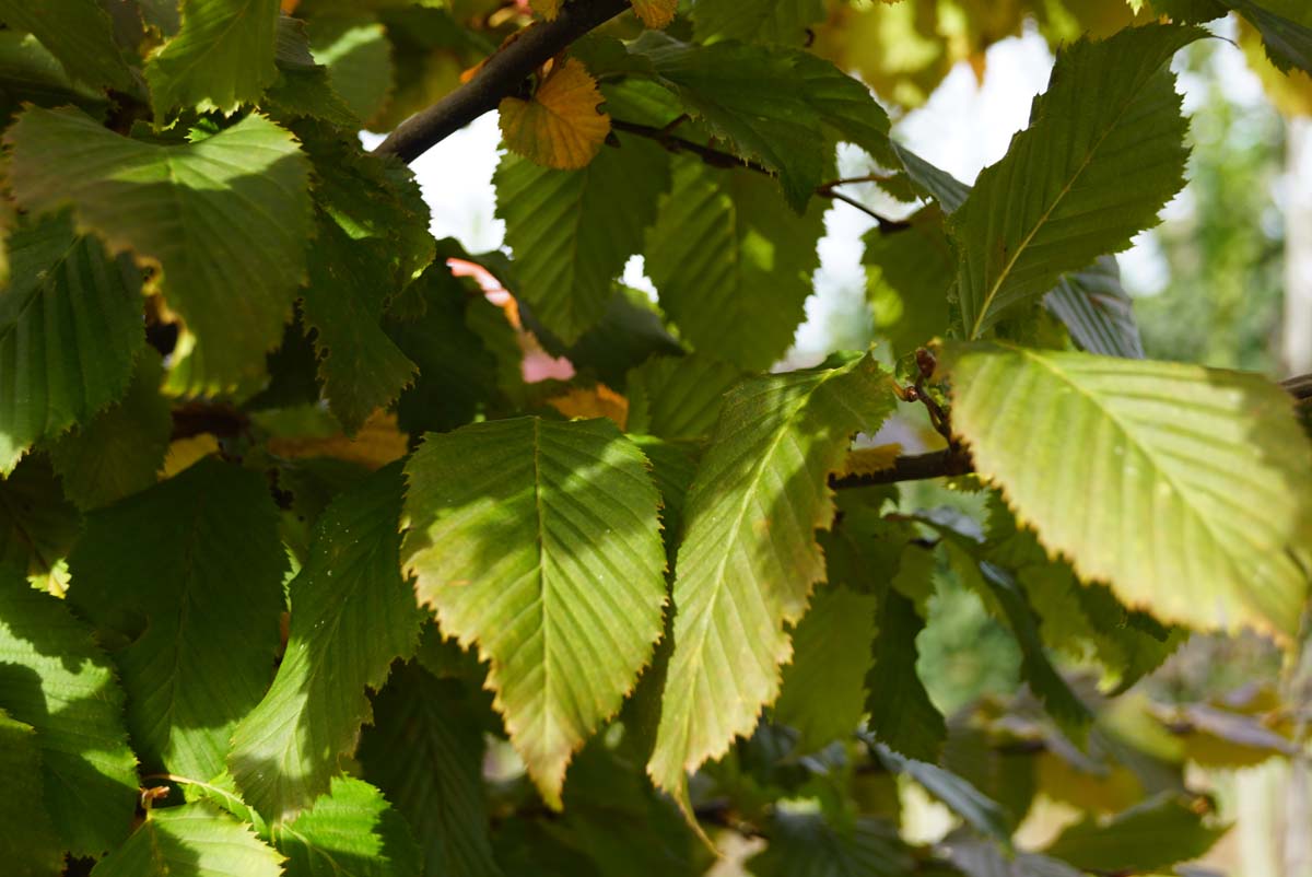 Carpinus betulus 'Lochglow' leiboom blad