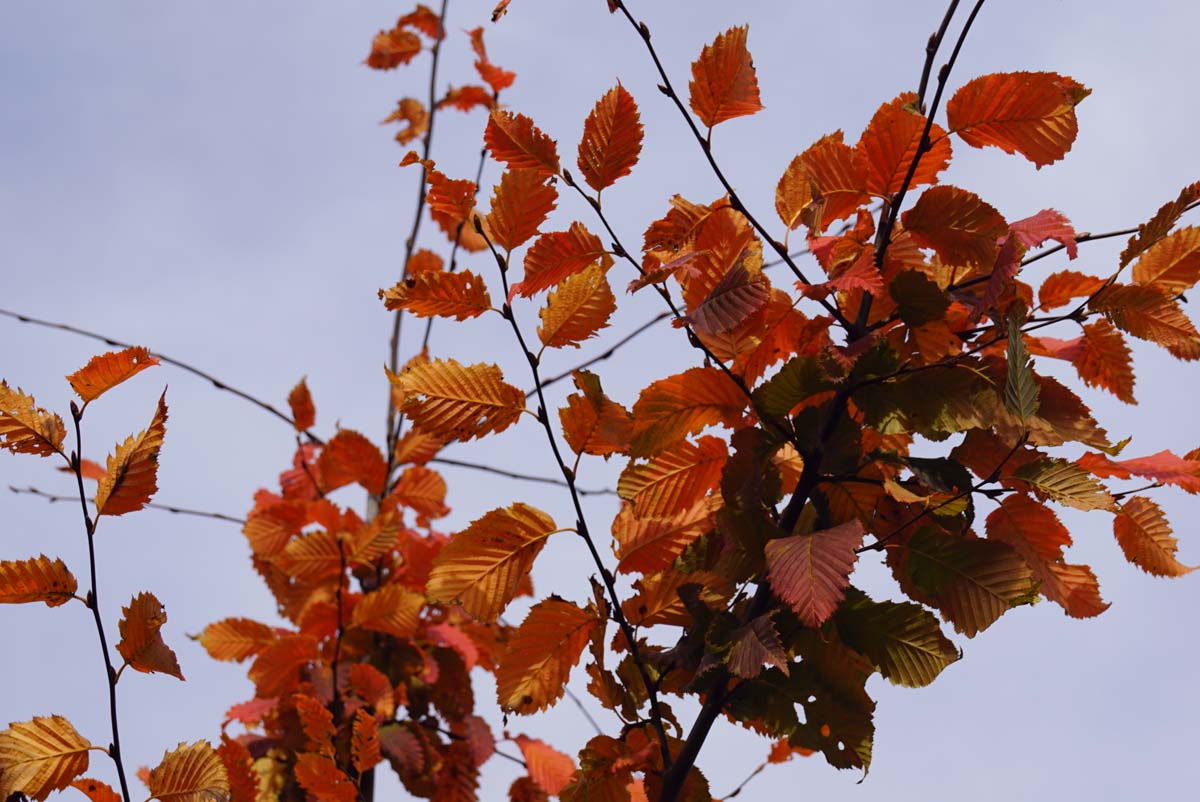 Carpinus betulus 'Lochglow' leiboom herfstkleur
