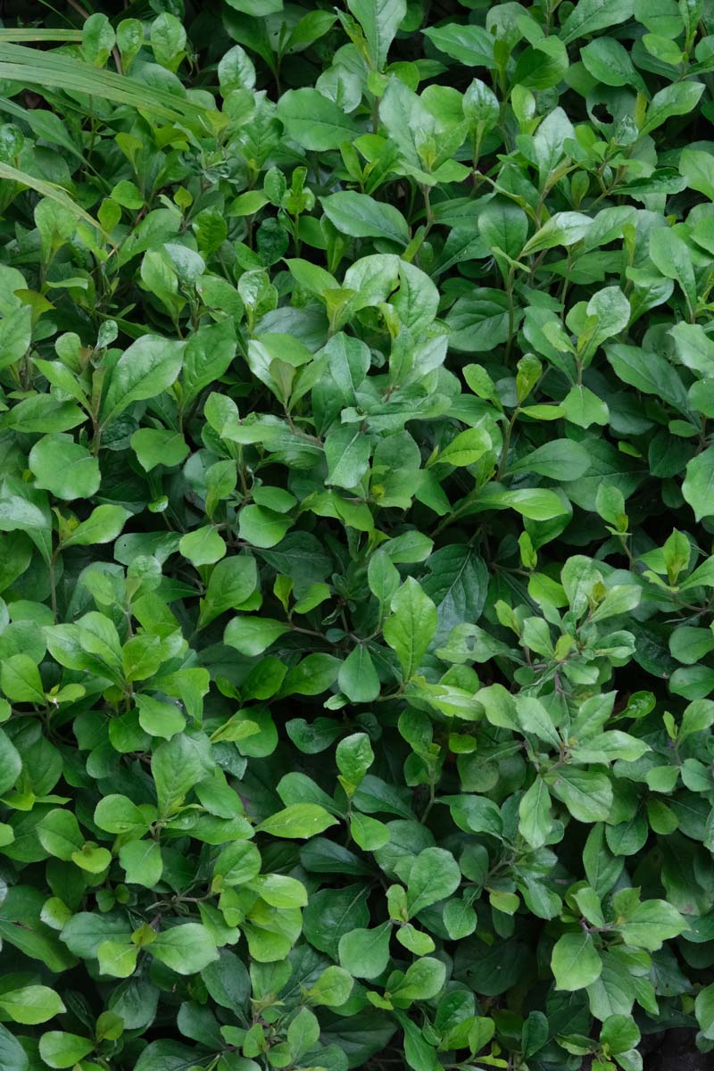 Ceratostigma plumbaginoides blad