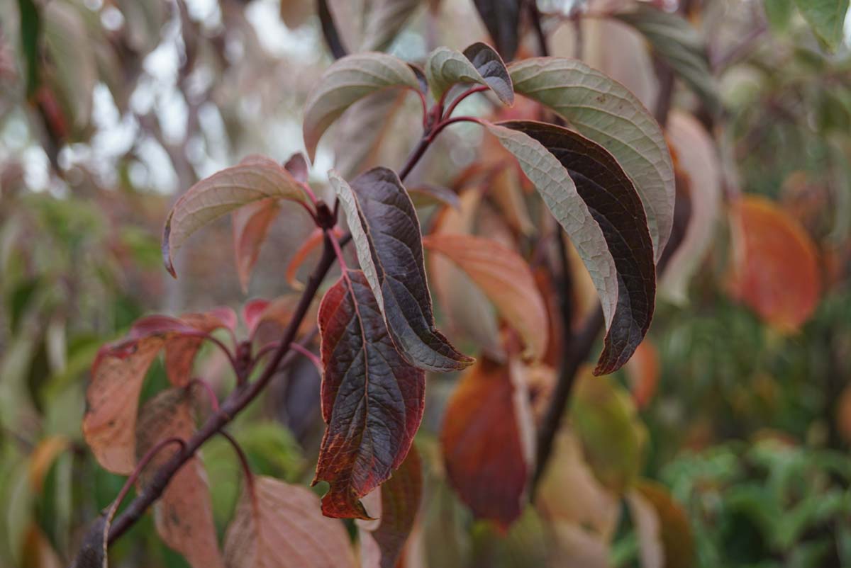 Cornus controversa 'Pagoda' herfstkleur