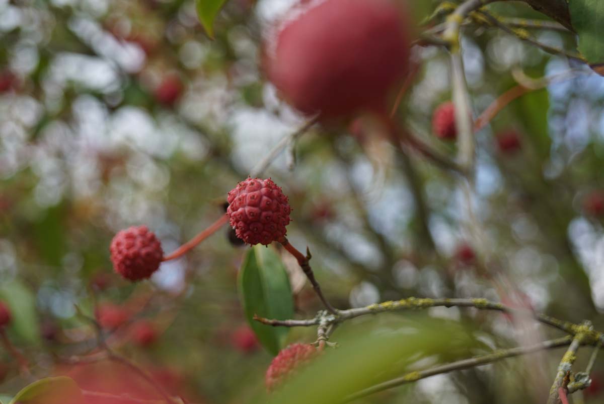 Cornus 'Norman Hadden' solitair vrucht