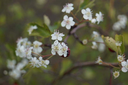 Crataegus media 'Rubra Plena' op stam bloem