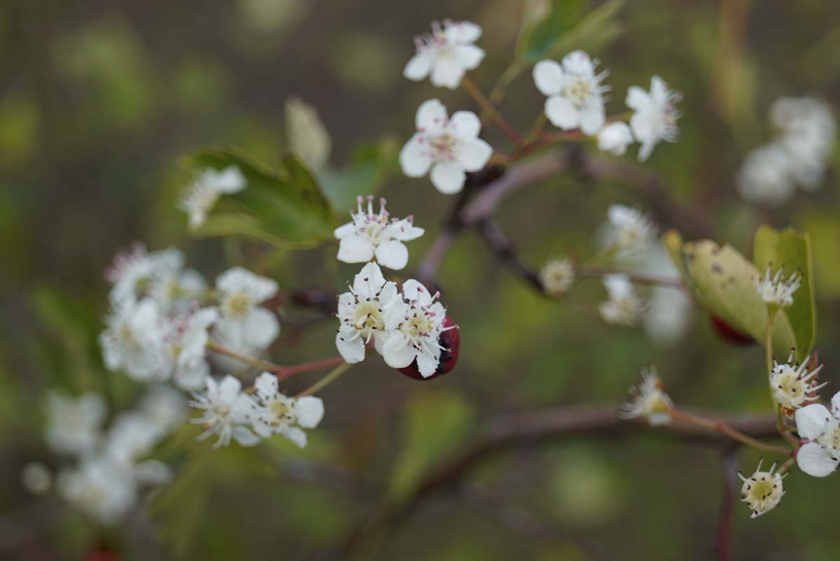 Crataegus media 'Rubra Plena' meerstammig / struik bloem