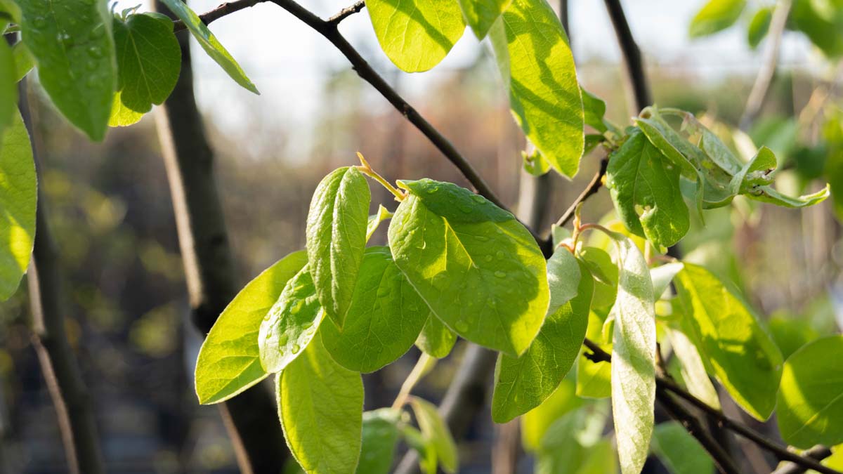 Cydonia oblonga 'Rea's Mammoth' solitair blad