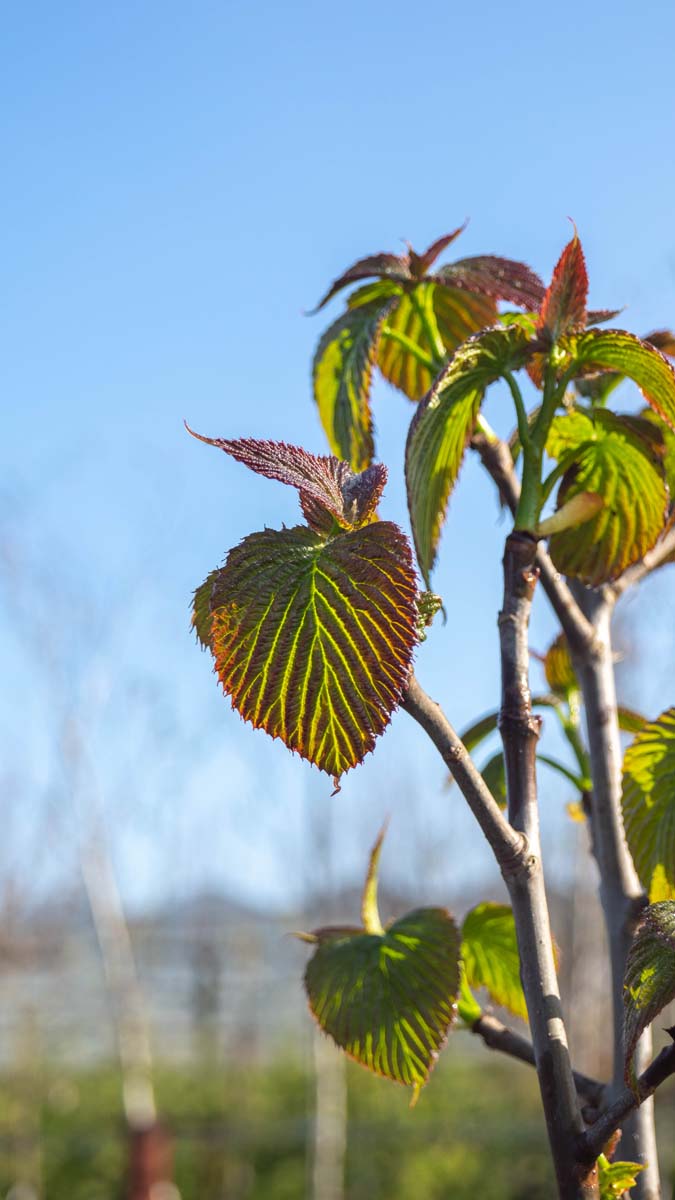 Davidia involucrata 'Kylee's Columnar' meerstammig / struik blad