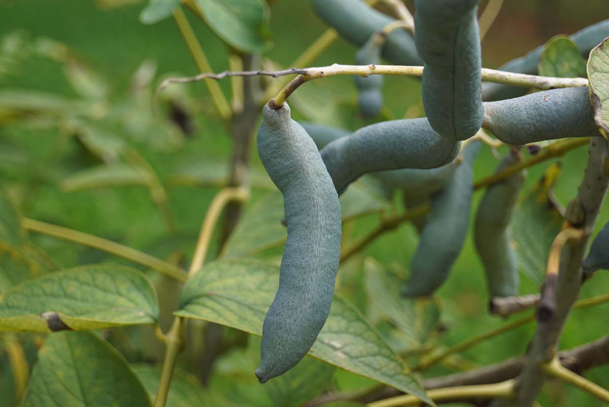 Decaisnea fargesii Tuinplanten zaaddoos