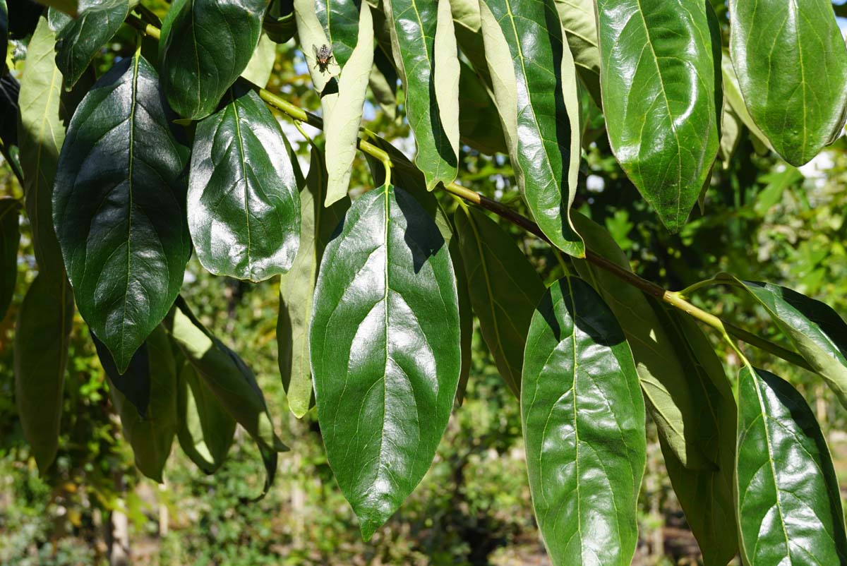 Diospyros lotus meerstammig / struik blad