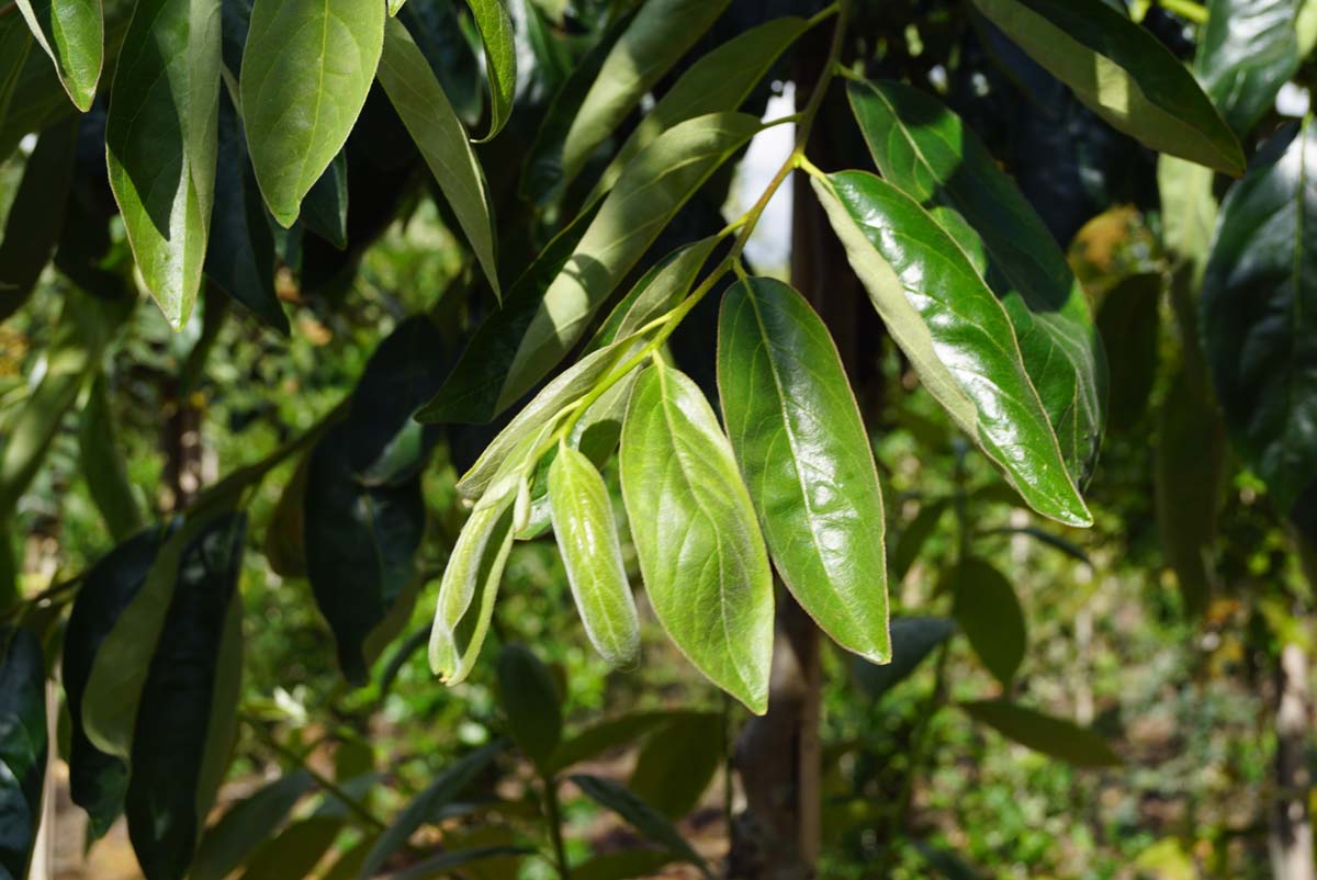 Diospyros lotus op stam blad