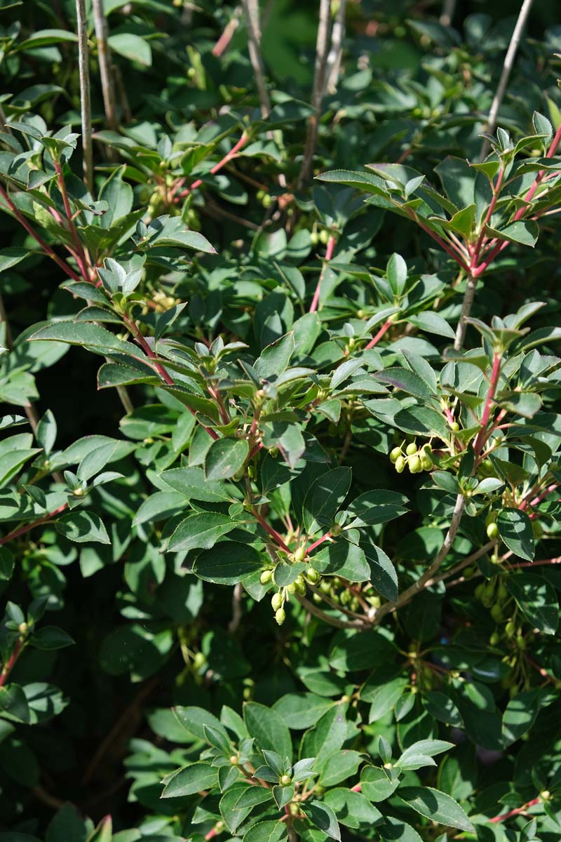 Enkianthus campanulatus Tuinplanten blad
