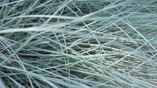 Festuca glauca blad