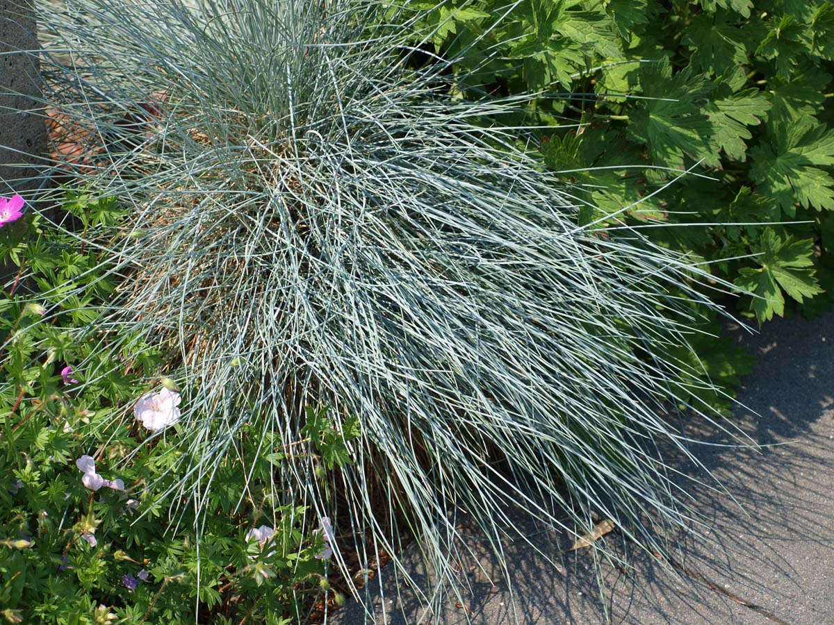 Festuca glauca blad