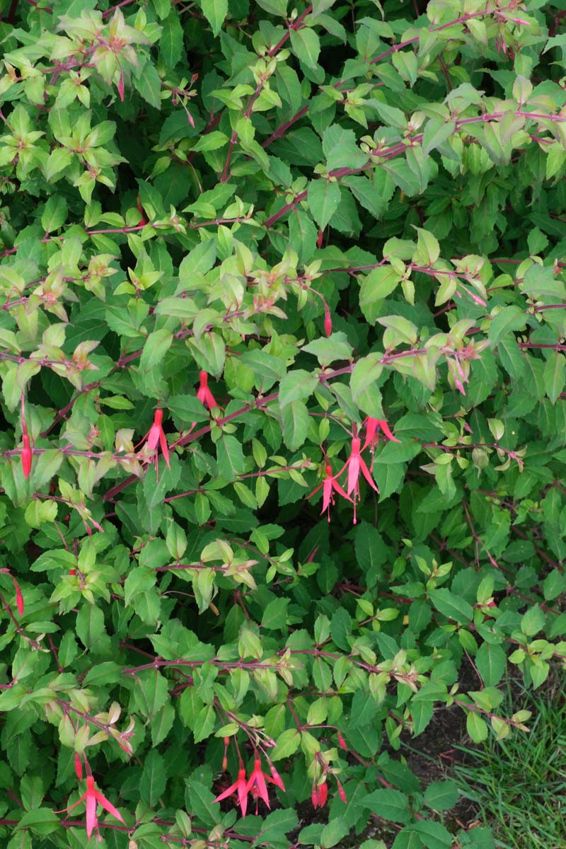 Fuchsia 'Riccartonii' blad