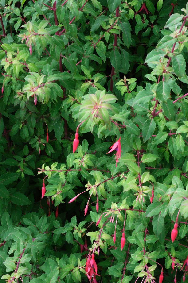 Fuchsia 'Riccartonii' blad