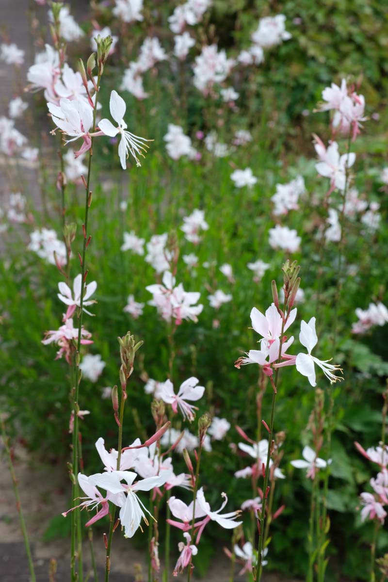 Gaura lindheimeri 'Whirling Butterflies' bloem