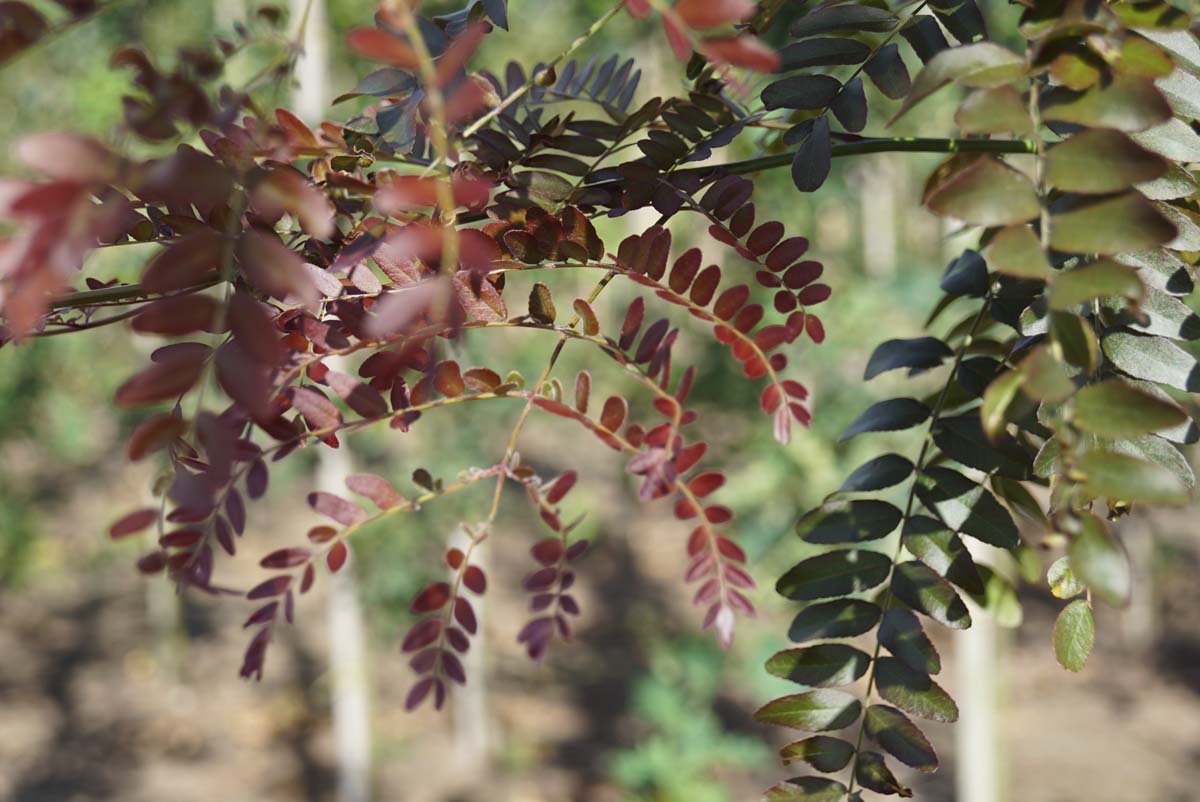 Gleditsia triacanthos 'Rubylace' meerstammig / struik blad