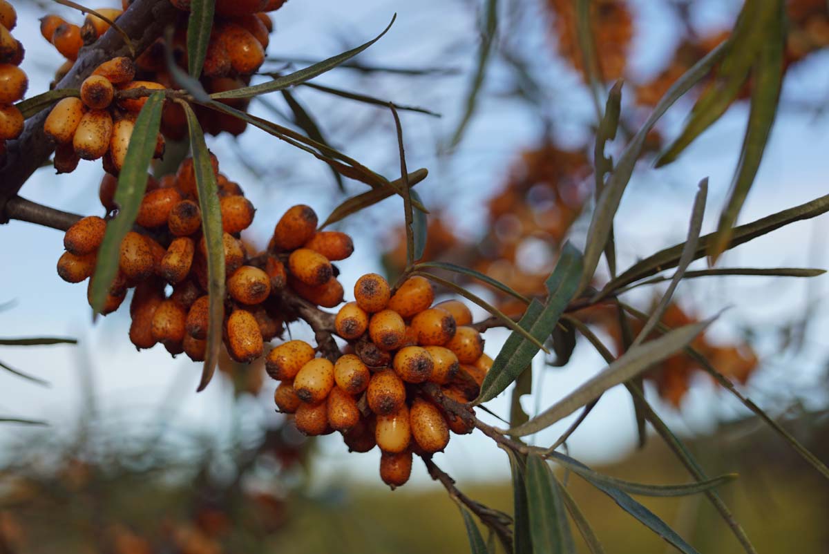 Hippophae rhamnoides 'Hergo' Tuinplanten vrucht